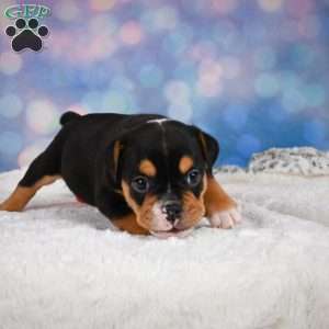 Buddy, Miniature Bulldog Puppy